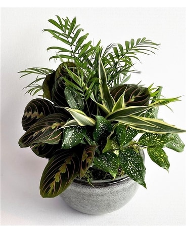 Small Dish Garden Plant