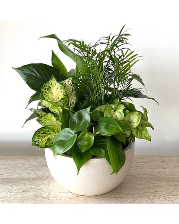 Dish Garden Plant