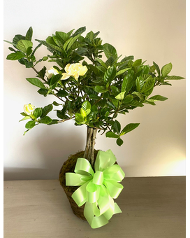 Gardenia Tree with Spring Bow (Limited Time Only) Plant