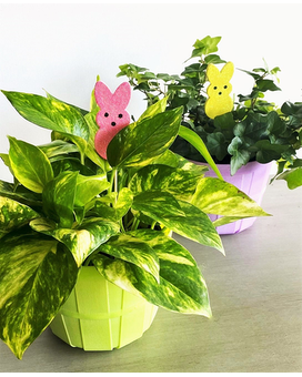 Bunny Trails $21.99 (in-store Schofield only) Plant