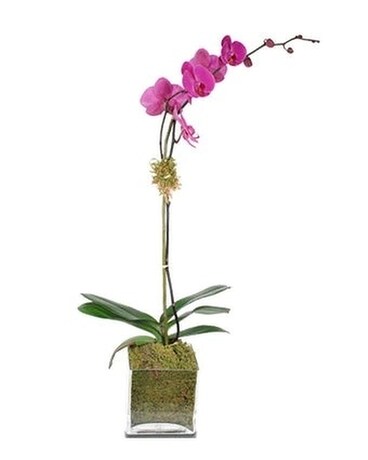 Potted Pink Orchid Flower Arrangement