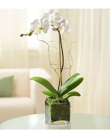 Potted White Orchid in Glass Flower Arrangement