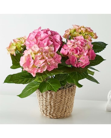 Potted Hydrangea Flowers