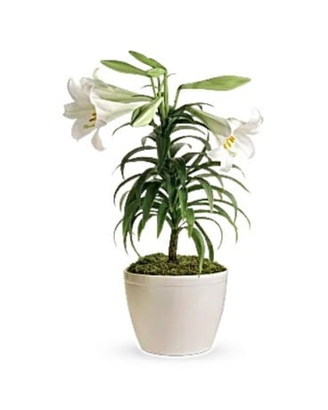 Potted Easter Lily Flowers