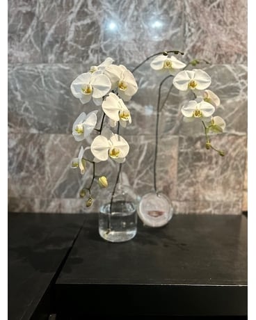 Orchids in Bud Vase Plant