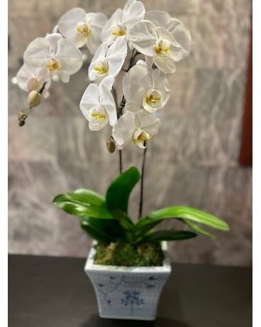Potted Orchid Flower Arrangement