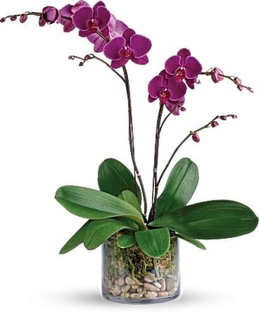 Orchid In Glass Flower Arrangement