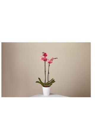 Coral Orchid Flower Arrangement