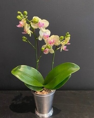 Mint Julep spring Orchid Flower Arrangement