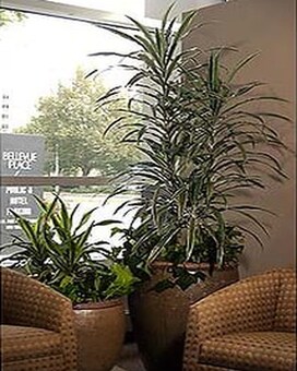 As Shown size,  inches height and  inches wide.