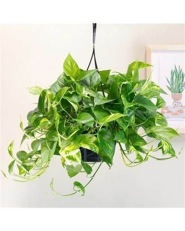Hanging Pothos Basket Plant