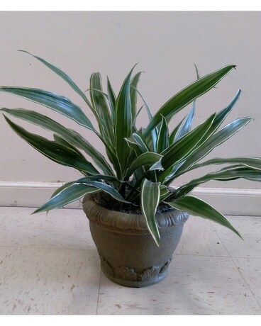 Dracaena Plant Plant