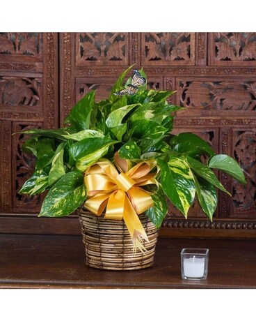 Pothos w/ Butterfly accent Plant