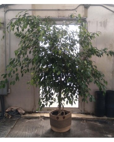 Braided Ficus Tree Plant