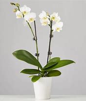 Double Spike Orchid Plant