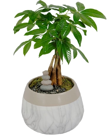 Pachira Bonsai Plant