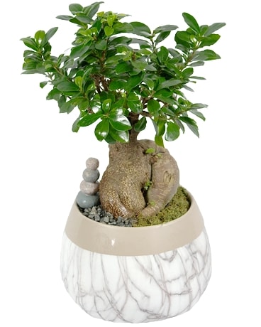 Ficus Ginseng Bonsai Plant