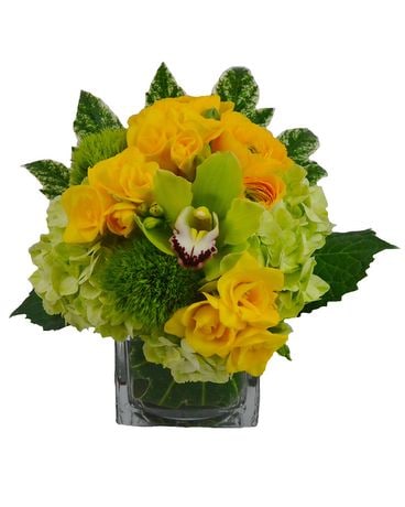 Sunny and Lush in Stamford CT - Stamford Florist