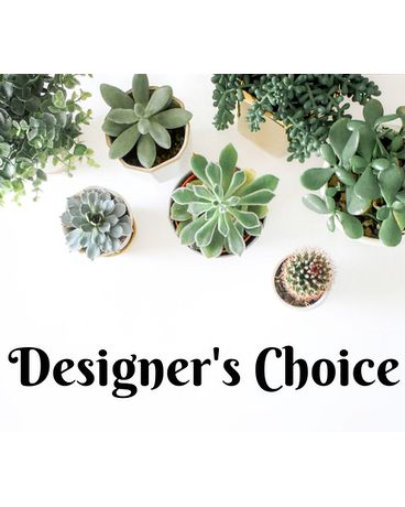 Designers Choice Plant Plant