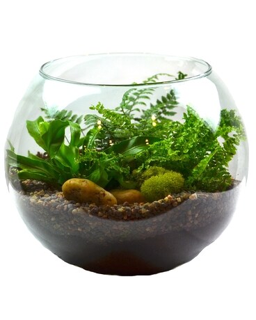 Garden Globe Plant