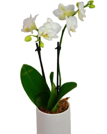 Sweetly Sophisticated Orchid Plant