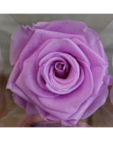 Forever Yours Single Rose in Stamford CT - Stamford Florist