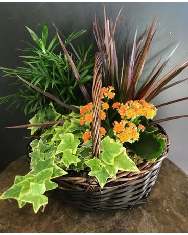 Florist Garden Basket Dish Garden Plant