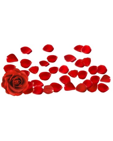 Rose petals Flowers