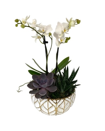 White Leaf Orchid/Succulent Planter Specialty Arrangement