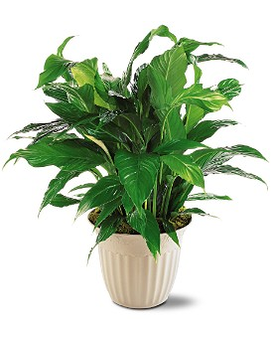 Spathiphyllum Plant Plant