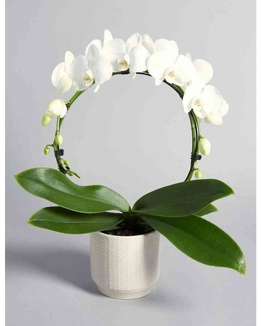 Phalanopsis Orchid Hoop Plant