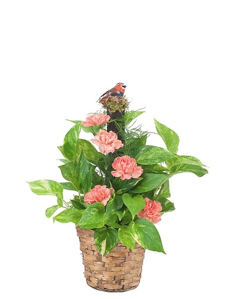 Pothos Plant on Pole with Fresh Accents in Syosset NY - Ace Florist & Flower  Delivery