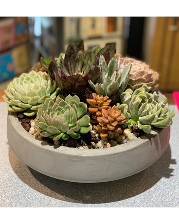 Succulent Garden Plant