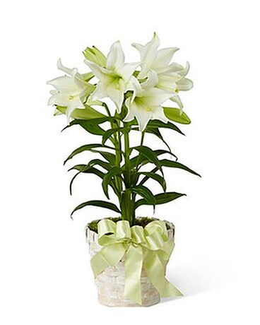 Easter Lily plant Plant