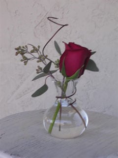 simple rose in a vase