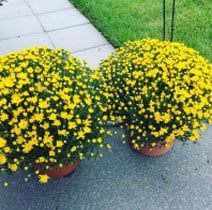 yellow potted mum plants