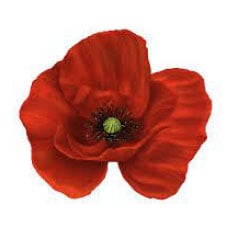 Poppy Flower