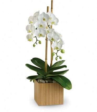 are cymbidium orchids bad for dogs