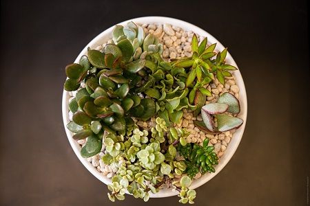 Succulent Garden