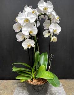 Indoor Plants & Planters