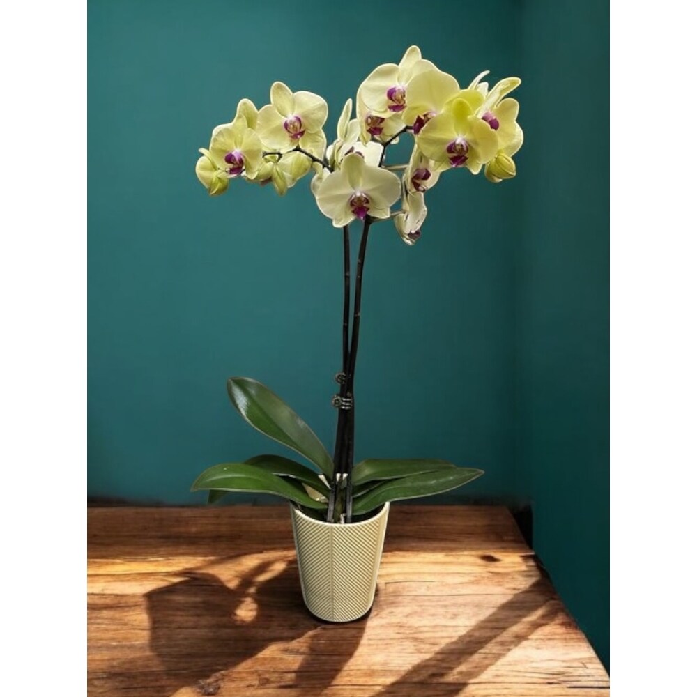 Double Spike Orchid in Ceramic in Belleville ON - Live, Love and
