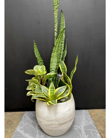 Large Succulent Planter Plant