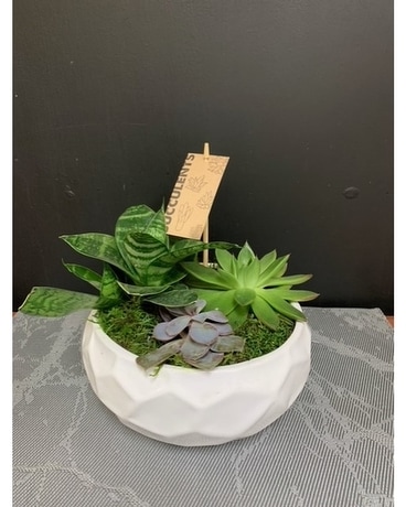 Medium Succulent Bowl Plant