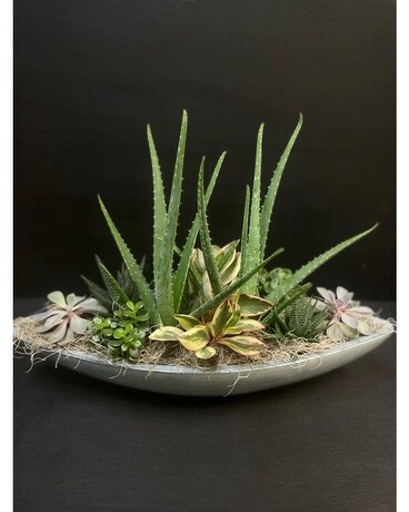 Succulent Boat Planter Plant