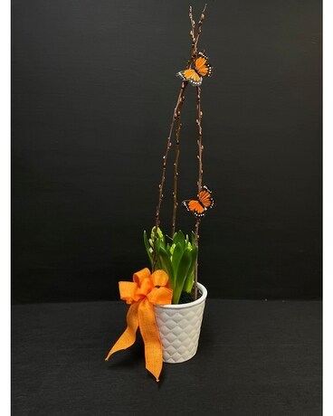 Hyacinth Bulb Planter Plant