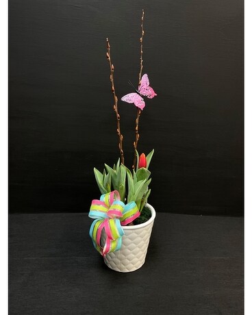 Tulip Bulb Planter Plant