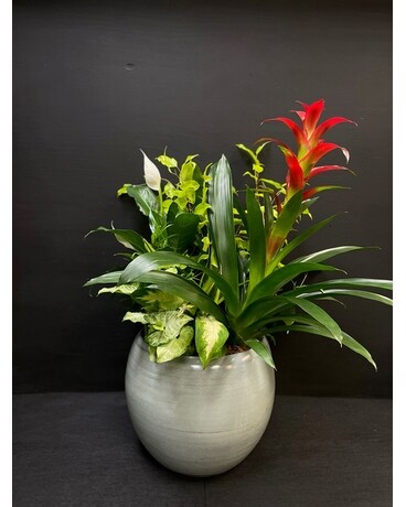 Extra Large Planter Plant