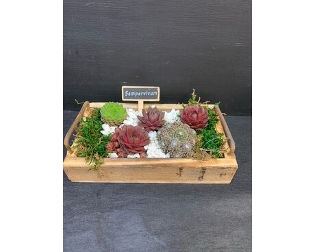 Long and Low Succulent Box Plant