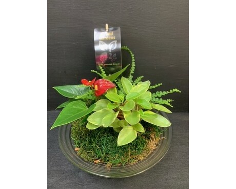Tropical Bowl - Small Plant