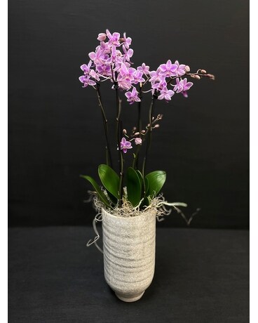 Fenna Orchid Flower Arrangement